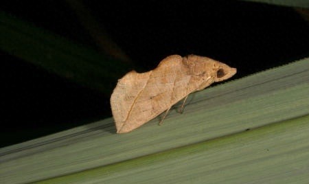 太可怕！芬兰现巨大吸血蛾，似吸血鬼吸人血液