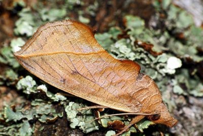 ​太可怕！芬兰现巨大吸血蛾，似吸血鬼吸人血液