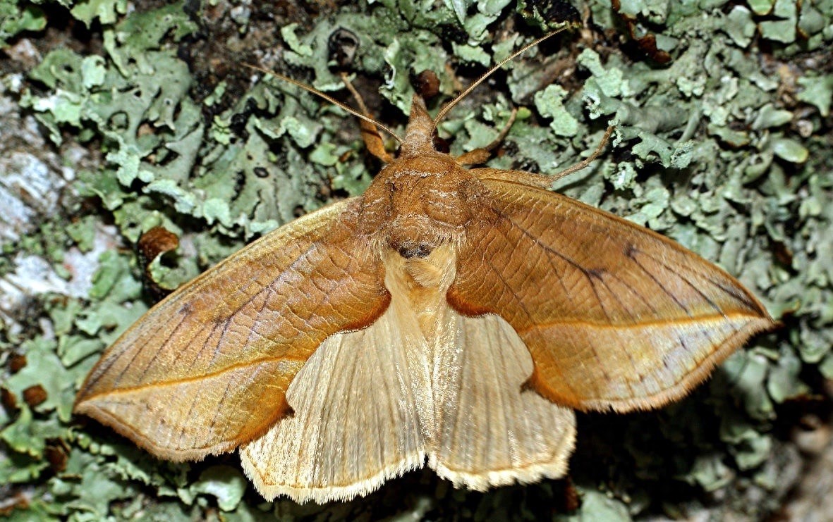 太可怕！芬兰现巨大吸血蛾，似吸血鬼吸人血液