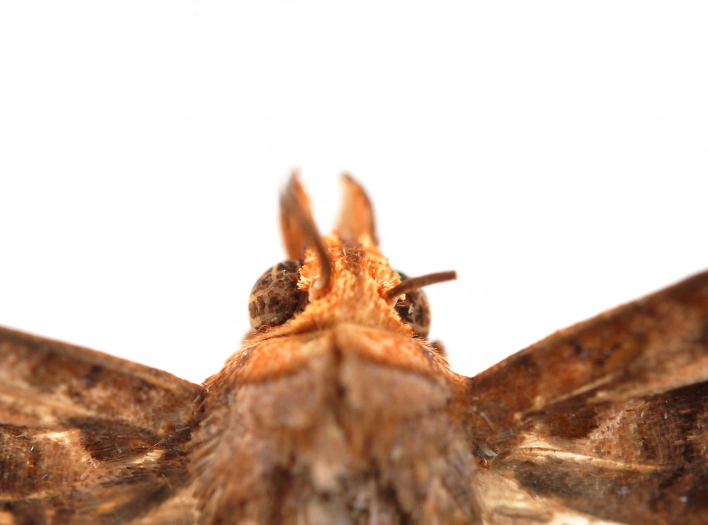 太可怕！芬兰现巨大吸血蛾，似吸血鬼吸人血液