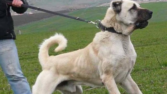 被土耳其誉为“上帝的宠物”坎高犬