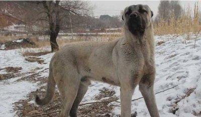 ​被土耳其誉为“上帝的宠物”坎高犬