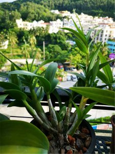 ​石斛怎样种植才生长茂盛？学会这3招，枝叶繁茂花开好