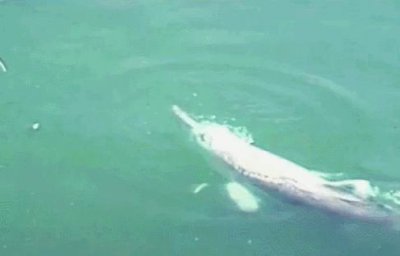 ​已经灭绝的动物有哪些（十大灭绝的野生动物的介绍）