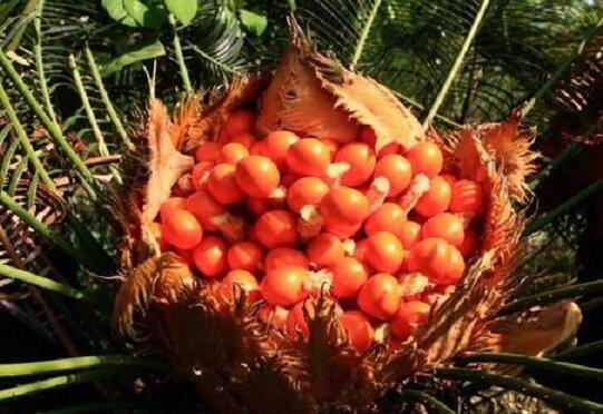 十大剧毒野生果实排行榜：马桑果味甜色美可致人死亡