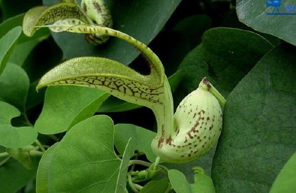 十大剧毒野生果实排行榜：马桑果味甜色美可致人死亡