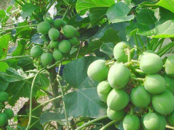 十大剧毒野生果实排行榜：马桑果味甜色美可致人死亡