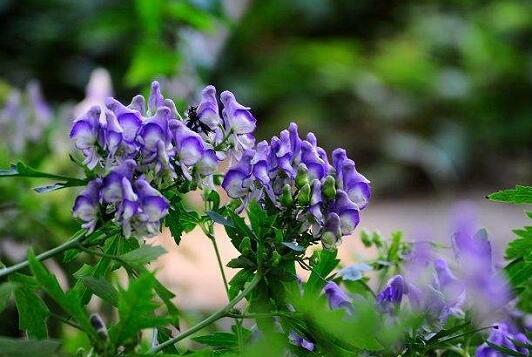 十大剧毒野生果实排行榜：马桑果味甜色美可致人死亡