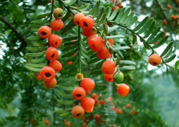 十大剧毒野生果实排行榜：马桑果味甜色美可致人死亡