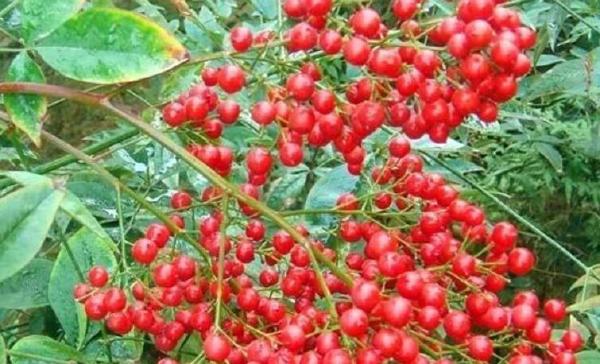 十大剧毒野生果实排行榜：马桑果味甜色美可致人死亡
