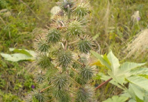 十大剧毒野生果实排行榜：马桑果味甜色美可致人死亡