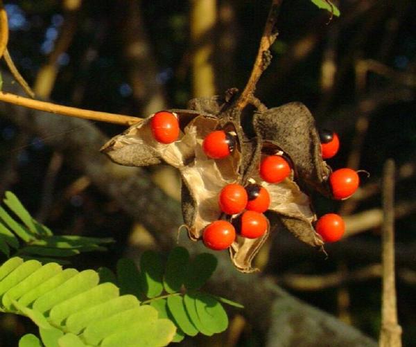 十大剧毒野生果实排行榜：马桑果味甜色美可致人死亡