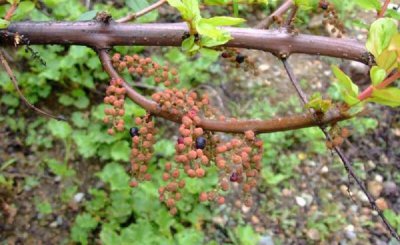 ​十大剧毒野生果实排行榜：马桑果味甜色美可致人死亡