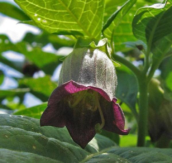 十大剧毒野生果实排行榜：马桑果味甜色美可致人死亡