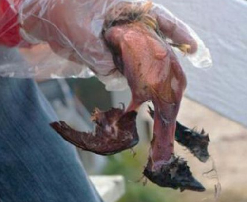 世界最臭的十大食物排行榜 世界上最恶心的食物排名