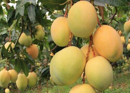 凯特芒果青色的是成熟了吗-（凯特芒果青的可以吃吗）(图3)