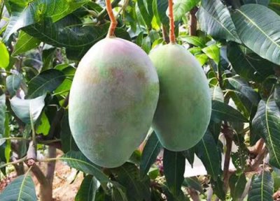 ​凯特芒果青色的是成熟了吗-（凯特芒果青的可以吃吗）