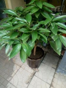 ​平安树叶子发黄掉个不停咋办？教你几招，从此叶子绿的发光！