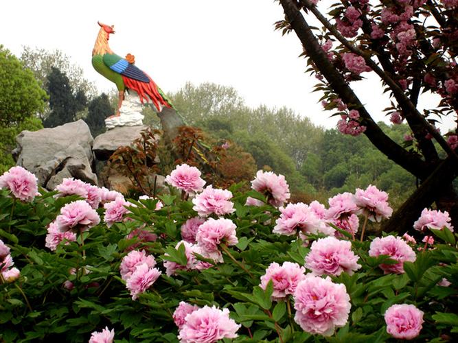 5、牡丹园