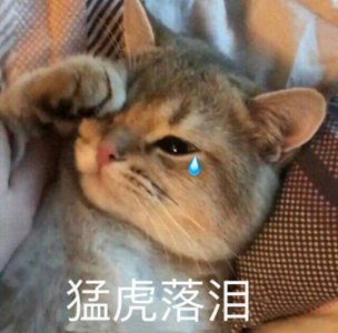 ​猫咪绝育的好处和坏处，这些宠物医生不会告诉你