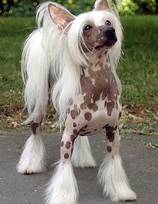 全球冠毛犬世界上文明,冠毛犬简历,、抗击东吴养护健身知识