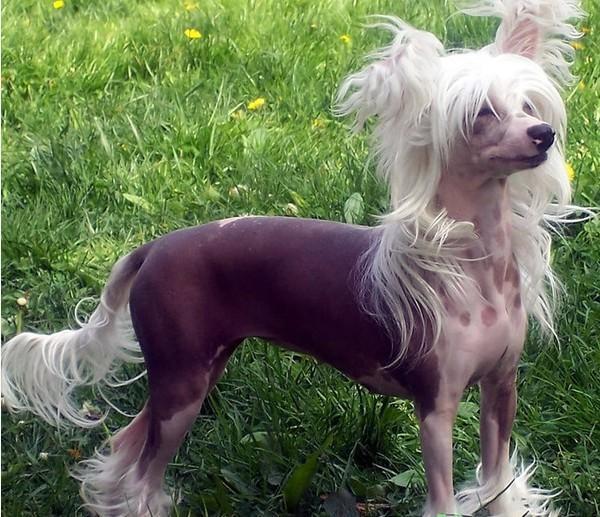 全球冠毛犬世界上文明,冠毛犬简历,、抗击东吴养护健身知识