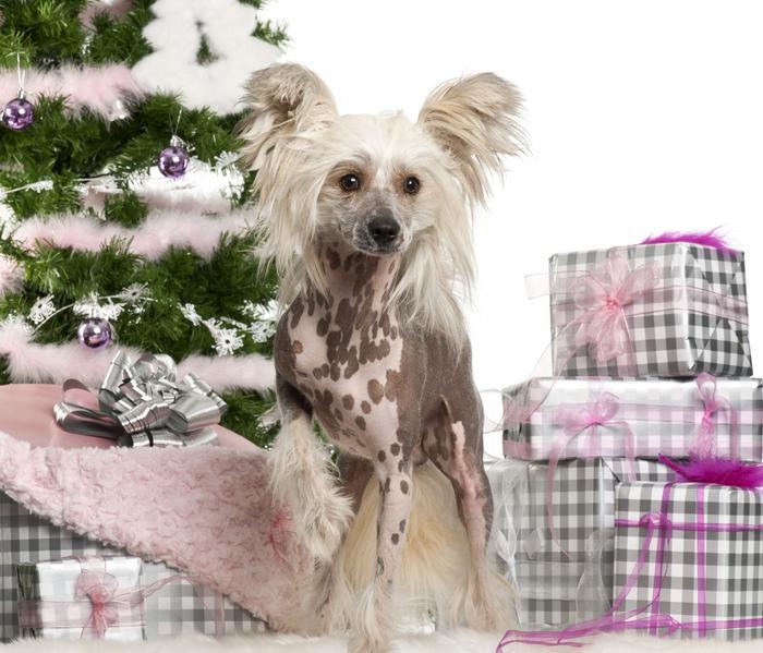 全球冠毛犬世界上文明,冠毛犬简历,、抗击东吴养护健身知识