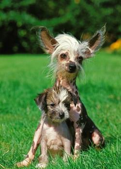 全球冠毛犬世界上文明,冠毛犬简历,、抗击东吴养护健身知识