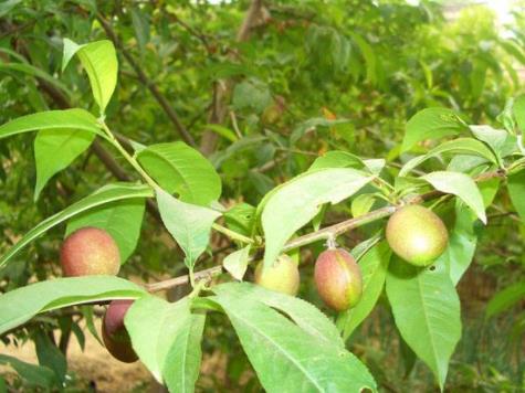 阳光明媚比喻什么意思 阳光明媚的造句