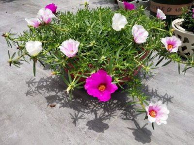 ​太阳花种植（分享太阳花的5个种植注意事项）