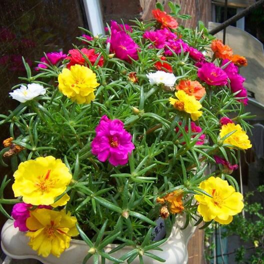 太阳花种植（分享太阳花的5个种植注意事项）