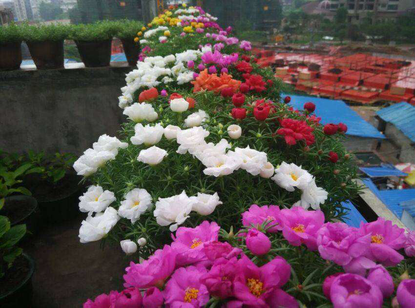 太阳花种植（分享太阳花的5个种植注意事项）