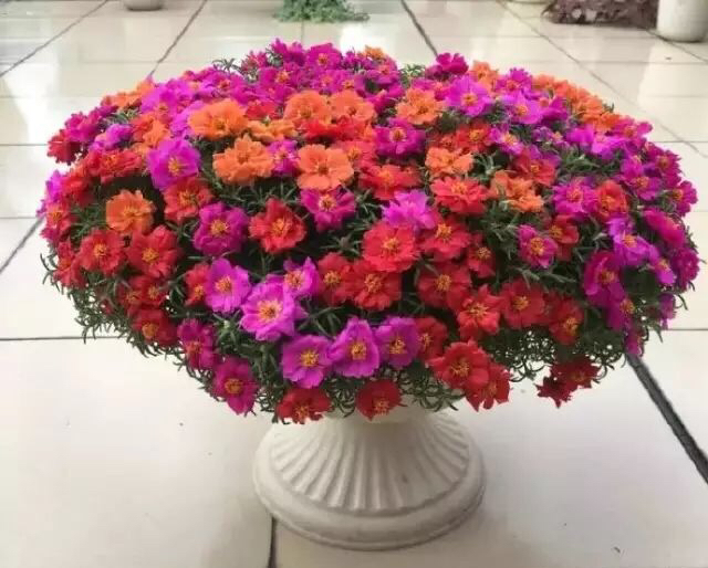 太阳花种植（分享太阳花的5个种植注意事项）