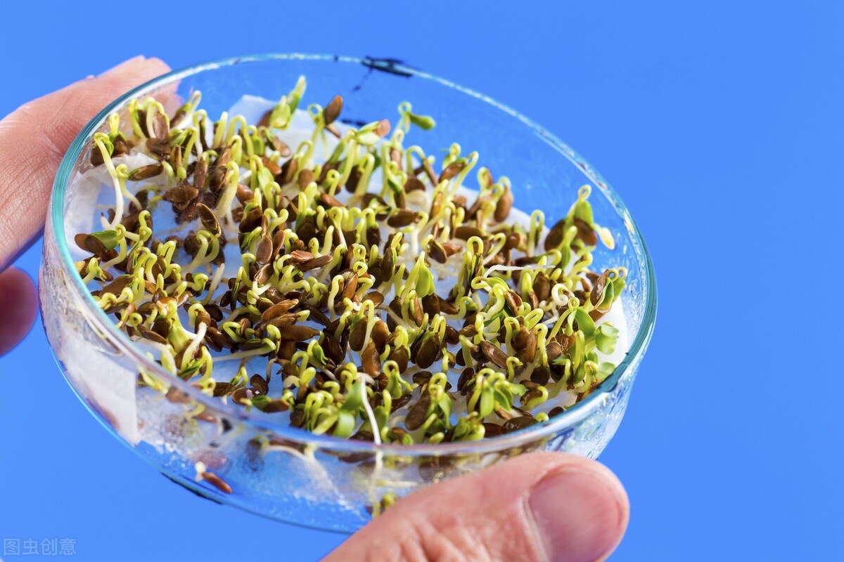 生菜种子直接种还是先催芽好（生菜正确种植教程）