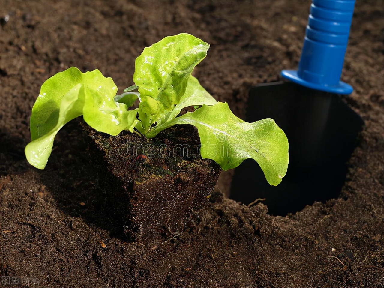 生菜种子直接种还是先催芽好（生菜正确种植教程）