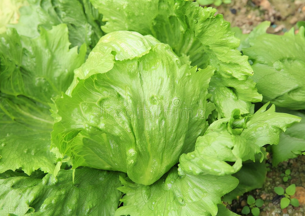 生菜种子直接种还是先催芽好（生菜正确种植教程）