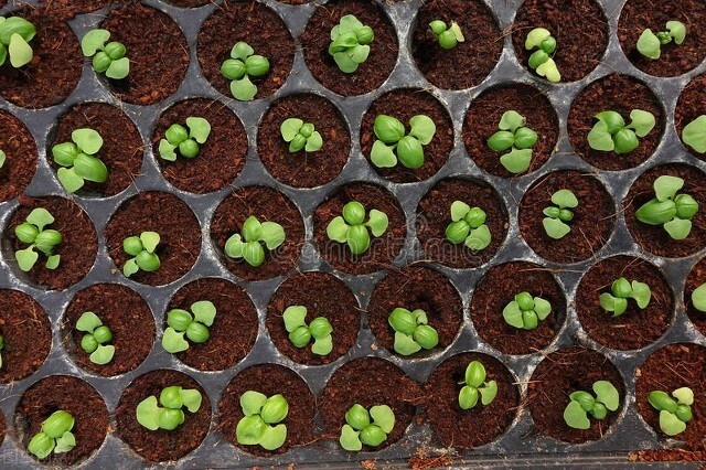 生菜种子直接种还是先催芽好（生菜正确种植教程）