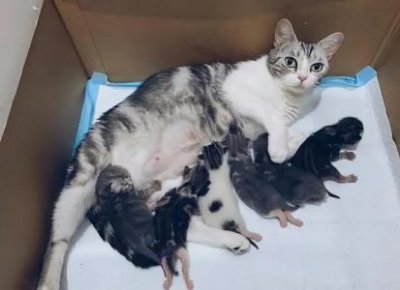 ​猫粮怎么选择？5款热门猫粮