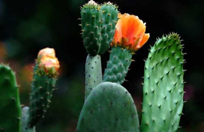 仙人掌什么时候开花结果（分享仙人掌的结果期）