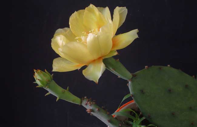 仙人掌什么时候开花结果（分享仙人掌的结果期）