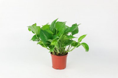 ​绿萝怎么水插