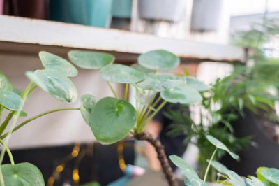 ​镜面草的水培方法