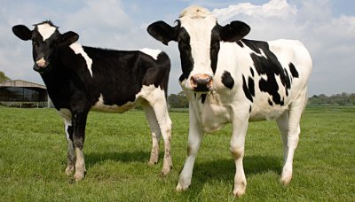 ​庖丁解牛的厨师姓什么