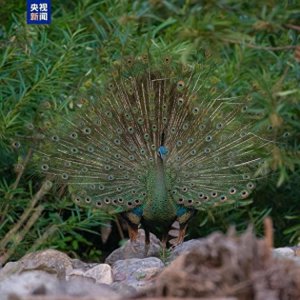 ​叫声像婴儿哭 近距离观察野生绿孔雀