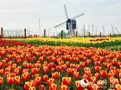 ​探访盐城大丰荷兰花海 人民网邀您上“云”赏花