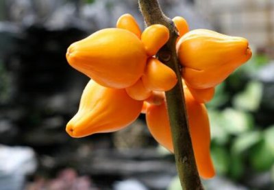 ​乳茄与家居风格的搭配-乳茄在家居中的作用