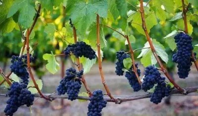 ​红酒高端和低端的区别(高端红酒和低端红酒有什么区别)