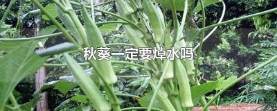 ​秋葵一定要焯水吗
