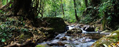 ​热带雨林中常见的昆虫