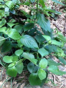 ​可卡因的来源：揭秘古柯植物的历史与特性